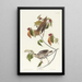 Grive des bois - John James Audubon — cuadro enmarcado en la pared
