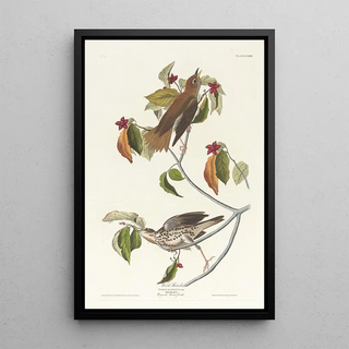 John James Audubon - Wood thrush.webp