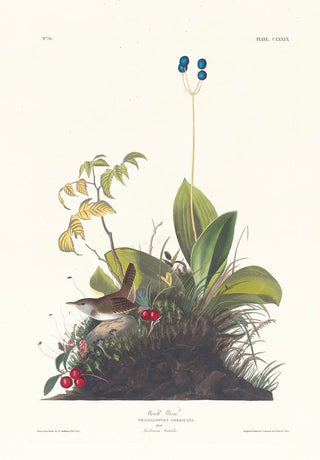 John James Audubon - Wood wren.webp