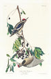 Pic maculé - John James Audubon — vista de la obra