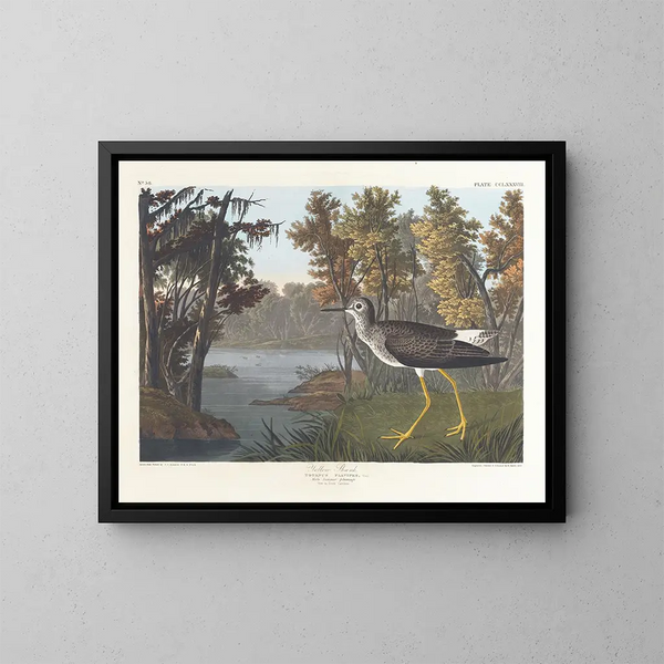 Yellow-footed Bird Painting - John James Audubon — framed artwork on a wall
