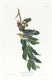 Parulina de garganta amarilla - John James Audubon — vista de la obra