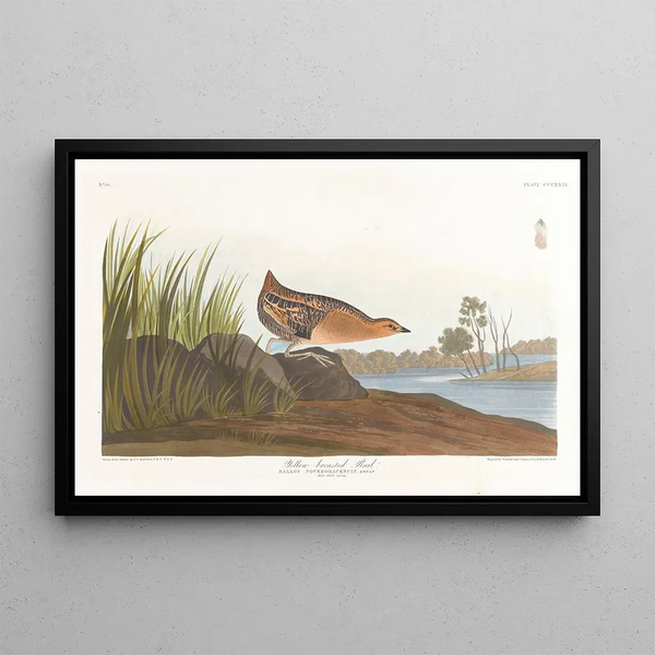 Râle à poitrine jaune - John James Audubon — cuadro enmarcado en la pared