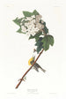 Viréo à gorge jaune - John James Audubon — artwork view
