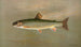 La Truite mouchetée américaine Salvelinus fontinalis - John L. Petrie — artwork view