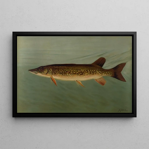 John L Petrie - The Eastern or Banded Pickerel Lucius reticulatus.webp