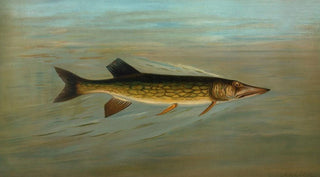 John L Petrie - The Fresk Water Drum or Sheepshead Aplodinotus grunniens.webp