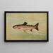 The Trout of the Kern River Salmo irideus gilberti - John L. Petrie — framed artwork on a wall