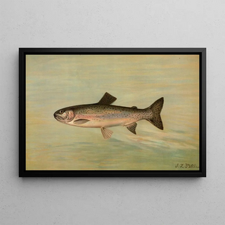 John L Petrie - The Kern River Trout Salmo irideus gilberti.webp