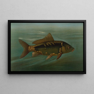 John L Petrie - The Mirror Carp Cyprinus carpio.webp