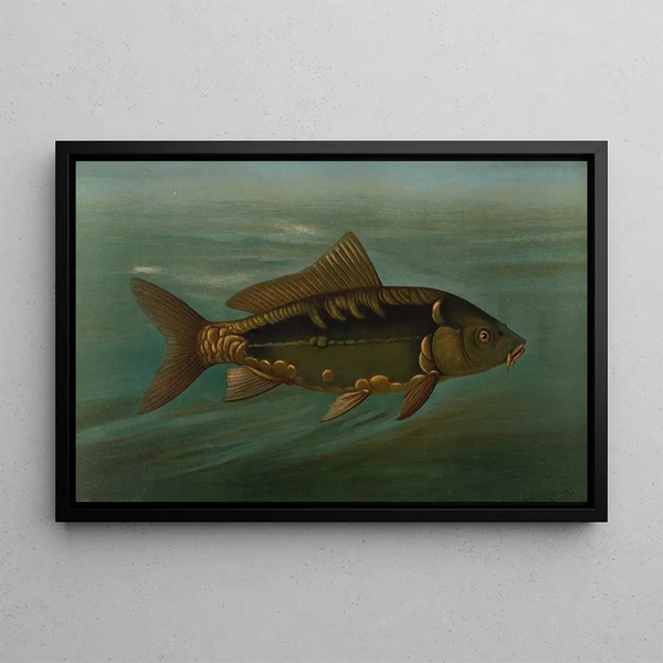 The mirror carp Cyprinus carpio - John L. Petrie — framed artwork on a wall