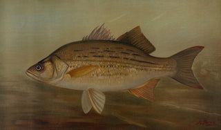 John L Petrie - The Pike Lucius lucius.webp