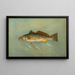 El caballa español Scomberomorus maculatus - John L. Petrie — cuadro enmarcado en la pared