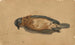 Pájaro muerto - John La Farge — vista de la obra