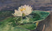 Nenúfar - John La Farge — vista de la obra