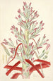 Collectanea botanica Pl01 - John Lindley — artwork view