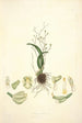 Collectanea botanica Pl02 - John Lindley — artwork view