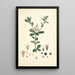 Collectanea botanica Pl03 - John Lindley — framed artwork on a wall