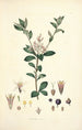 Collectanea botanica Pl03 - John Lindley — artwork view