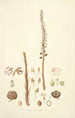 Collectanea botanica Pl05 - John Lindley — artwork view