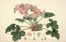 Collectanea botanica Pl07 - John Lindley — artwork view