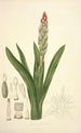 Collectanea botanica Pl08 - John Lindley — vista de la obra