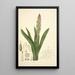Collectanea botanica Pl08 - John Lindley — cuadro enmarcado en la pared
