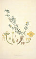 Collectanea botanica Pl10 - John Lindley — vista de la obra