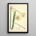 Collectanea botanica Pl11 - John Lindley — framed artwork on a wall