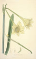 Collectanea botanica Pl11 - John Lindley — artwork view