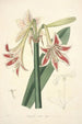Collectanea botanica Pl12 - John Lindley — artwork view