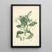 Collectanea botanica Pl13 - John Lindley — cuadro enmarcado en la pared