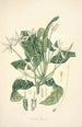 Collectanea botanica Pl13 - John Lindley — vista de la obra