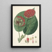Collectanea botanica Pl14 - John Lindley — framed artwork on a wall