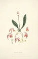 Collectanea botanica Pl15 - John Lindley — artwork view