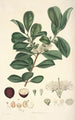 Collectanea botanica Pl16 - John Lindley — vista de la obra