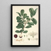 Collectanea botanica Pl16 - John Lindley — cuadro enmarcado en la pared
