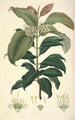Collectanea botanica Pl18 - John Lindley — artwork view