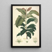 Collectanea botanica Pl18 - John Lindley — framed artwork on a wall