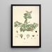 Collectanea botanica Pl19 - John Lindley — framed artwork on a wall