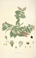 Collectanea botanica Pl19 - John Lindley — artwork view