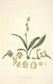 Collectanea botanica Pl20 - John Lindley — artwork view