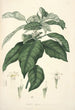 Collectanea botanica Pl21 - John Lindley — artwork view