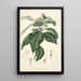 Collectanea botanica Pl21 - John Lindley — framed artwork on a wall