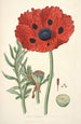Collectanea botanica Pl23 - John Lindley — vista de la obra