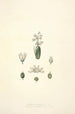 Collectanea botanica Pl24 - John Lindley — artwork view