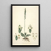 Collectanea botanica Pl25 - John Lindley — cuadro enmarcado en la pared