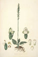 Collectanea botanica Pl25 - John Lindley — vista de la obra