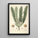 Collectanea botanica Pl26 - John Lindley — cuadro enmarcado en la pared
