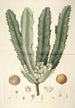 Collectanea botanica Pl26 - John Lindley — vista de la obra